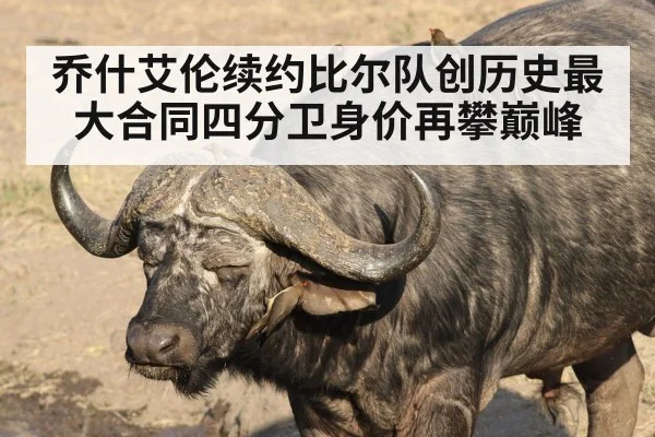 乔什艾伦续约比尔队创历史最大合同四分卫身价再攀巅峰